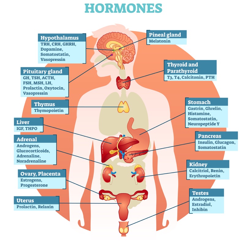 Quali sono gli ormoni bioidentici